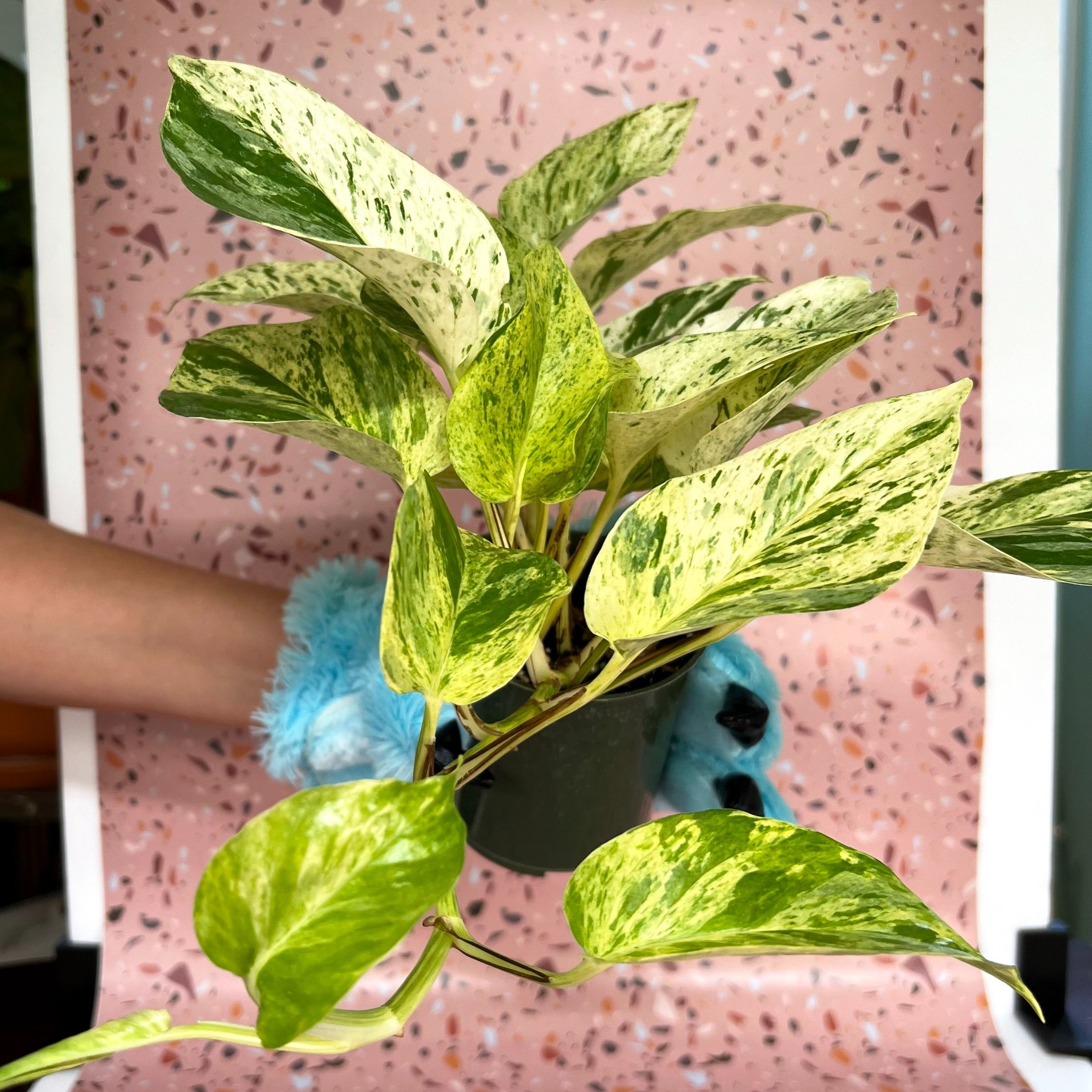 Snow Queen Philodendron — Pal's Plants Etc